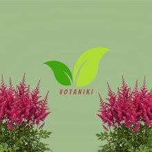 Votaniki Visions Volcano Astilbe chinensis Bright Pink Flowering Herbaceous Perennial No 1 Size Bare Root for Shaded Borders Containers Cutting Gardens and Pollinator Areas