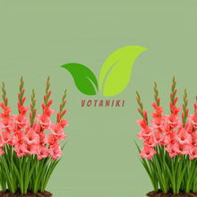 Votaniki Coral Salmon Gladiolus Bulbs Tall Sword Lily Summer Blooming Flowers for Garden Borders Cut Flower Arrangements Outdoor Landscaping and Beds (Pack of 250)
