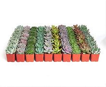 Shop Succulents | Wedding Collection | Bulk Rosette Succulent Plants Live | Mini Echeveria Succulents Rooted in 2 Inch Pots for Favors, Bouquets, and Decor