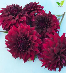 Votaniki Spartacus Dahlia #1 Size Clump Giant Velvet Red Summer Flowering Dahlia Tubers for Garden Borders Tall Cut Flower Displays and Outdoor Landscaping (Pack of 25)