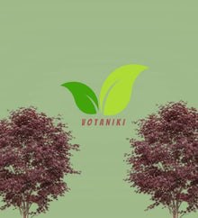 Votaniki Bloodgood Japanese Maple Live Tree 2 to 3 Feet Tall Acer palmatum with Burgundy Red Foliage for Containers Small Gardens Landscape Accents and Specimen Planting