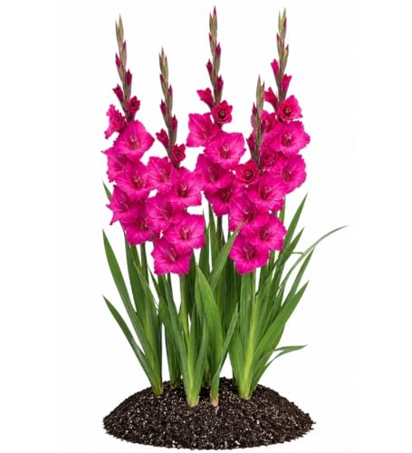 Votaniki Fidelio Gladiolus Top Size Bulbs Dark Pink Purple Summer Flower Tall Blooming Spikes for Garden Borders Cut Flower Arrangements Full Sun Outdoor Planting (Pack of 250)