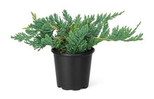 Blue Rug Juniper Wiltonii | 30 Large 4 Inch Pots | Juniperus Horizontalis | Creeping Ground Cover, Low Maintenance Shrub, Drought Tolerant, Evergreen Foliage, Fast Growing, Erosion Control