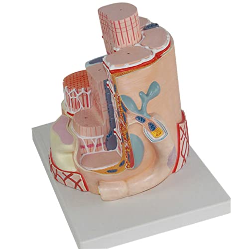 DACUDA Anatomy Model Skeletal Muscle Fiber Microanatomic (A)
