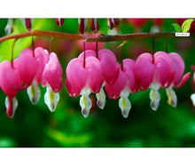 Votaniki's Pink Bleeding Heart Dicentra Spectabilis Live Plant Root Shade Perennial Spring Bloom Heart Shaped Flowers Deer Resistant Garden Plant for Borders Containers Woodland Gardens (Pack of 50)