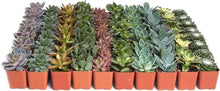 Shop Succulents Assorted Succulent Plant Pack Collection - Live Mini Succulent Plants, Low Maintenance, Mixture of Colors & Textures - Wedding and Party Favors, Gift & Garden