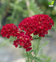 Votaniki Achillea Sassy Summer Sangria Yarrow #1 Size Root XXL Perennial Plant with Dark Red Flowers and Pollinator Friendly Summer Blooms for Borders Containers and Cut Gardens