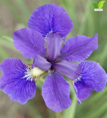 Votaniki Iris sibirica Caesar's Brother Siberian Iris Top Size Grade #1 Bare Root, Deep Purple Flowers for Borders, Rain Gardens, Cut Flowers and Water Features
