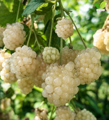 Votaniki Snowbank White BlackBerry 2 to 3 Ft Live Plant Rubus Hybrid Milky White Sweet Fruit Self Fertile Berry Bush for Home Gardens Trellis Growing and Backyard Orchards