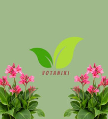 Votaniki Pink Beauty Canna Lily #1 Size Rhizome, Pink Mid Summer Flowers, 24 to 36 Inch Mature Height, Full Sun to Partial Shade, Spring Planting for Containers