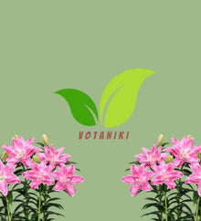 Votaniki Lotus Wonder Double Oriental Lily Top Size Bulbs, Fragrant Bright Pink Double Flowers, 36 to 40 Inch Summer Bloomer for Sunny Gardens, Containers and Cut Flowers