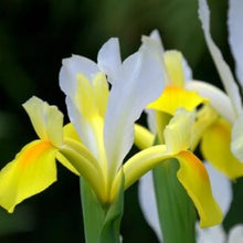 Dutch Iris ‘Coco Beach’ – Top-Size 8+ cm Bulbs for Fall Planting | White and Yellow Petals with Deep Golden-Orange Blotch | Hardy 50 cm Perennial Ideal for Garden Beds and Vibrant Cut Bouquets
