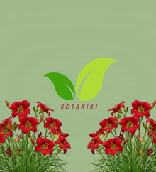 Votaniki Chicago Apache Daylily Bare Root Perennial Plant Scarlet Red Flowers with Yellow Watermark for Full Sun Borders Containers Mass Planting and Pollinator Gardens