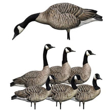Avian-X AXP Honkers Full Body Realistic Goose Decoy with Sentry Walker Set Multicolor