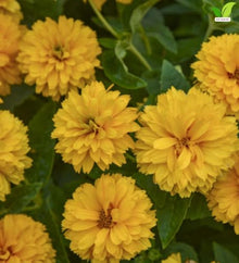 Votaniki Heliopsis helianthoides Rays for Days False Sunflower #1 Size Root, Double Golden Yellow Flowers for Borders, Containers, Cut Flowers and Butterfly Gardens