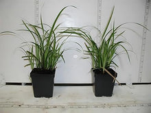 Classy Groundcovers: Sedge 'Ice Dance', 25 Pots - 3 1/4 in.