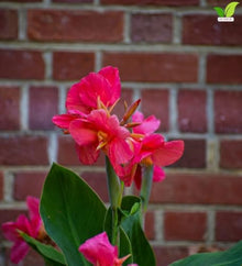Votaniki Pink Beauty Canna Lily #1 Size Rhizome, Pink Mid Summer Flowers, 24 to 36 Inch Mature Height, Full Sun to Partial Shade, Spring Planting for Containers