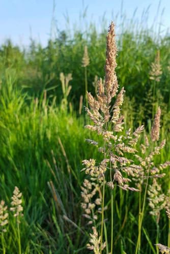 Hancock Seed Co. Reed Canary Grass Seeds, 25 lbs.