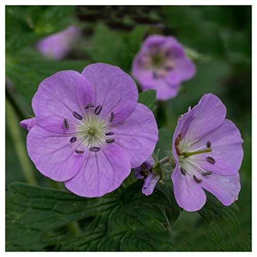 Everwilde Farms - 1/4 Lb Wild Geranium Native Wildflower Seeds - Gold Vault
