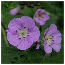 Everwilde Farms - 1/4 Lb Wild Geranium Native Wildflower Seeds - Gold Vault