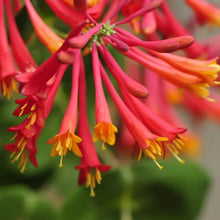 Votaniki Red Honeysuckle Vine (Lonicera sempervirens) 1-2ft Plant | Vibrant Perennial, Fast Growing Flowering Vine – Easy to Grow & Pollinator Friendly (10 Pack)