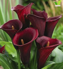 Votaniki Majestic Red Calla Lily Top Size Bulbs for Cut Flowers, Deep Red Summer Blooms with Speckled Foliage, Container and Border Garden Plant for Full Sun Landscapes