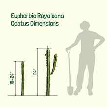 Cactus Outlet - Cactus Plants Live, Euphorbia Royaleana Live Cactus 36"+ - Rare Large Live Cactus - Landscape Ready Large Cactus Plant Live Delivered Right to Your Door