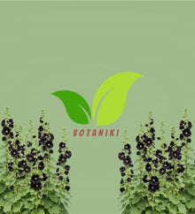 Votaniki Alcea Rosea Blacknight Hollyhock Root Live Plant Deep Black Purple Flowers Tall Perennial Cottage Garden Accent for Borders Cut Flower Gardens and Landscapes (25 Pack)
