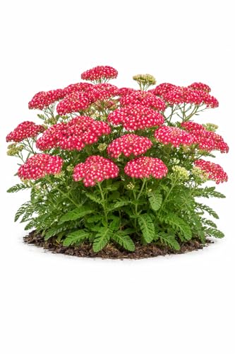 Votaniki Achillea Summerwine Yarrow Bare Root Perennial Wine Red Flowers Summer Blooming Drought Tolerant Plant for Garden Borders Cut Flower Outdoor Growing (Pack of 25)
