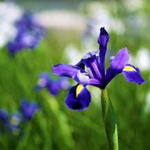 Dutch Iris ‘Telstar’ – Top-Size Bulbs for Fall Planting | Deep Blue Petals with Vibrant Yellow Accents, Hardy Dutch Variety Ideal for Borders, Beds, and Bright Spring Garden Color Displays