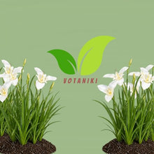 Votaniki Tigridia Pavonia Alba Immaculata Bulbs White Mexican Shell Flower Summer Bloom Garden Plants Cut Flower Use Sun to Part Sun Outdoor Planting (Pack of 100)