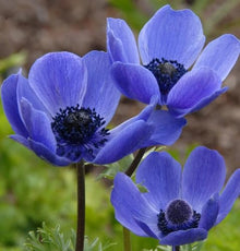 Votaniki Anemone Blue Poppy - Hardy Perennial, Long Lasting Blooms, Anemone Coronaria ‘Blue Poppy’ Bulbs | Spring Flowering Bulbs, Easy to Grow (250 Pack)