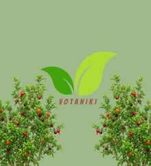 Votaniki Barbados Acerola Cherry Shrub Malpighia glabra 2 to 3 Feet Live Plant Produces Sweet Tart Edible Fruit for Patio Containers Outdoor Gardens and Edible Landscapes