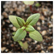 Everwilde Farms - 1 Lb Organic English Thyme Herb Seeds - Gold Vault Packet