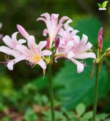 Votaniki Lycoris Squamigera Resurrection Lily Top Size Bulbs, Pink Trumpet Flowers for Late Summer Gardens, Full Sun or Partial Shade, Butterfly and Hummingbird Planting