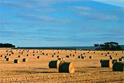 Hancock Seed Co. Morhay Bermuda Grass Seeds, Raw 50 lbs.