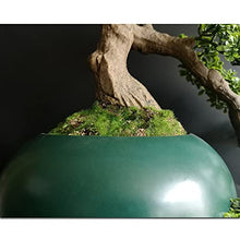 GRFIT Artificial Bonsai Bonsai Tree Faux Pine Tree Bonsai Juniper Tree Bonsai Artificial Bonsai Tree Indoor Decoration House Plant with Ceramic Pot for Home Office