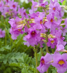 Votaniki Hardy Gloxinia Incarvillea delavayi 2 Year Bare Root Pink Red Trumpet Flowers for Perennial Borders Rock Gardens Woodland Beds and Pollinator Landscapes