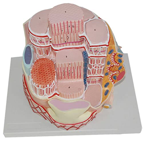 DACUDA Anatomy Model Skeletal Muscle Fiber Microanatomic (A)