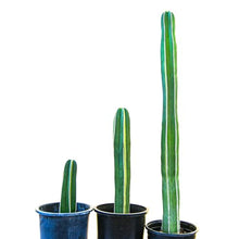 Cactus Outlet - Mexican Fence Post Cacti - Cactus Plants Live, 36”+ Live Plants Indoor & Outdoor Use, Rare Large Live Cactus - Landscape Ready Large Cactus Plant Live Delivered Right to Your Door