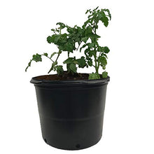 Viagrow Nursery Pots #7 Series Pallet 6.06 Gal Black (1,440 per pallet)