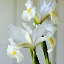 Dutch Iris ‘Casa Blanca’ – Premium White Iris Bulbs for Fall Planting | Top Size Dutch Bulbs for Planting | Elegant Iris Flower Bulbs | Late Spring Bloom | Easy to Grow Perennial