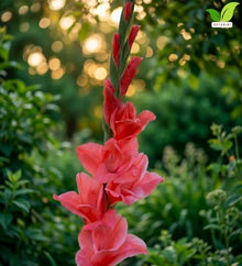 Votaniki Coral Salmon Gladiolus Bulbs Tall Sword Lily Summer Blooming Flowers for Garden Borders Cut Flower Arrangements Outdoor Landscaping and Beds (Pack of 250)