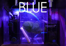 Kessil H160 Tuna Flora LED Refugium Grow Light