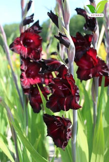 Votaniki's Espresso Gladiolus Bulbs for Planting Dark Red Flower Bulbs Summer Bloom Tall Gladiolus Corms for Garden Beds Borders Cut Flowers Deer Resistant Easy Grow Pack (Pack of 250)