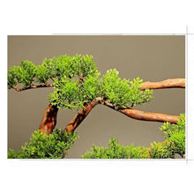 Artificial Bonsai Tree Simulation Welcoming Pine Artificial Bonsai Home Interior Pine Maple Leaf Tree Landscape Plant Decorations Office Decoration Bonsai (Color : B)