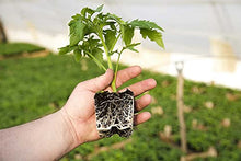 SOIL MOIST SAP SUPER ABSORBENT POLYMER Water Storing Crystal for Plants White (45 Pounds)