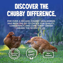 Chubby North American Grown Dried Mealworms, 20 lbs