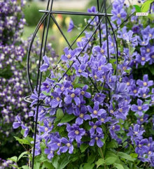 Votaniki Clematis Rain Dance Bush Clematis Grade 1 Root with Large Indigo Blue Flowers for Borders, Patio Containers, Cut Flower Gardens, Specimen Plantings and Garden Obelisks