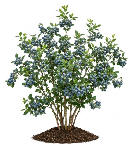 Votaniki Earliblue Blueberry #1 Size Plant, Early Season Sweet Light Blue Fruit, Upright Northern Highbush Shrub for Acidic Soil, Gardens, Patios and Edible Landscapes